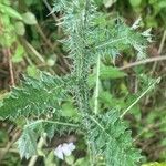 Carduus acanthoides Leaf