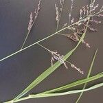 Panicum coloratum Other