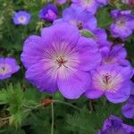 Geranium platypetalumЦвят