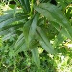 Physostegia virginiana Leaf