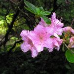 Rhododendron simsii Kwiat