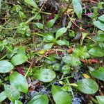 Ludwigia adscendens Habitus