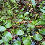 Ludwigia adscendens عادت داشتن