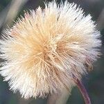 Erigeron acris Owoc