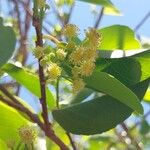 Flacourtia indica Flower