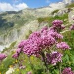 Adenostyles alpina 花