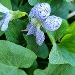 Viola × melissifolia Flower