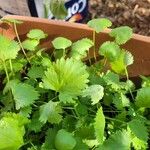 Pimpinella anisum Feuille