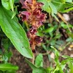 Orobanche gracilisFlor