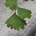 Adiantum raddianum Leaf