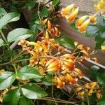 Pandorea pandorana പുഷ്പം