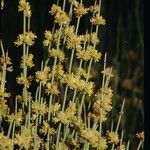 Ephedra viridis Blomma