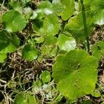 Hydrocotyle americana Liść