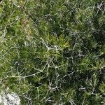 Asparagus capensis Лист