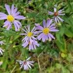 Symphyotrichum oolentangiense 花