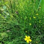 Ranunculus flammula Habitus