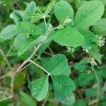 Crotalaria pallida ഇല