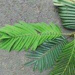 Anadenanthera colubrina ഇല