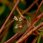 Cuscuta lupuliformis ফুল