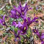 Iris reticulata Flor