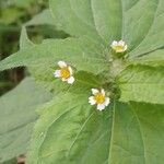 Galinsoga quadriradiata Flors