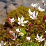 Micranthes stellarisFlower