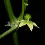 Cyclanthera multifoliola Blüte