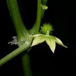 Cyclanthera multifoliola Floare
