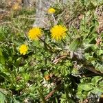 Taraxacum obliquilobum Характер