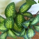 Dieffenbachia seguineFolha