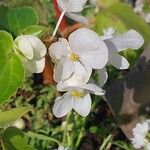 Begonia minor Žiedas