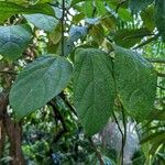 Aristolochia tricaudata Leaf