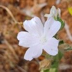 Malva hispanica Flor