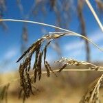 Eragrostis rotifer Frukto