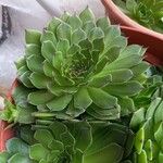 Sempervivum arachnoideumLeaf