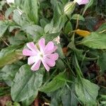 Silene dioica Квітка