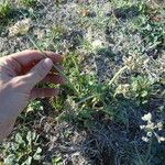 Cymopterus macrorhizus Blomma