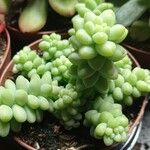 Sedum burrito Feuille