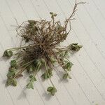Trifolium suffocatum Libunga