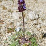 Salvia columbariae Habitus