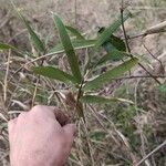 Arundinaria gigantea Blad