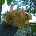 Holmskioldia speciosa Blüte