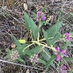 Phlomis herba-venti Foglia