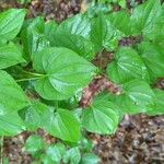 Dioscorea villosa Blatt