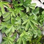 Potentilla caulescens Leaf