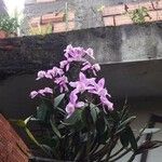 Cattleya loddigesii Flor