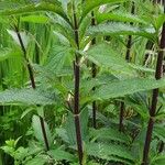 Verbena urticifolia Лист