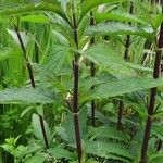 Verbena urticifolia Liść