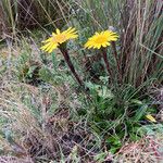 Werneria villosa Habit