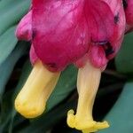 Drymonia coccinea Flor